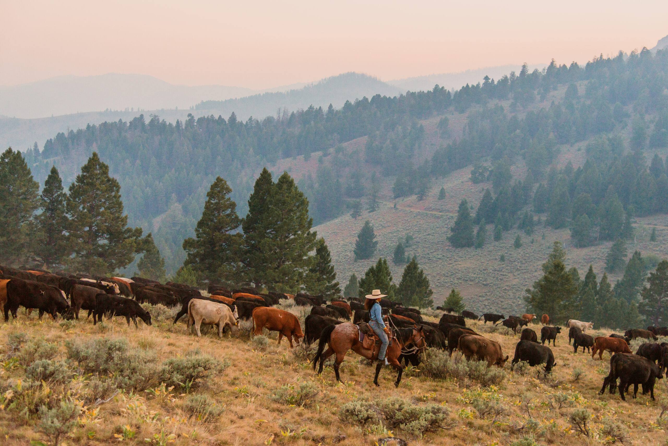 Rancher on horseback herding cattle across a vast landscape.